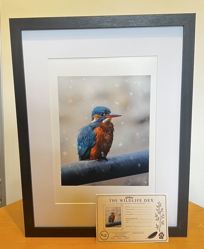 Snowy kingfisher bird british - kingfisher,