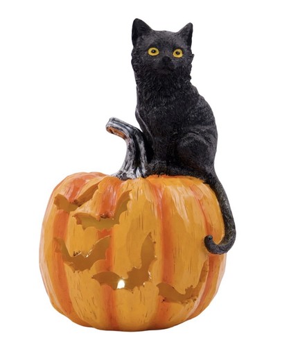Black orange cat on - orange,