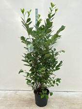Cherry Laurel Hedge Potted Green 210-240cm (7-8ft) 54x Plants For Instant Screen