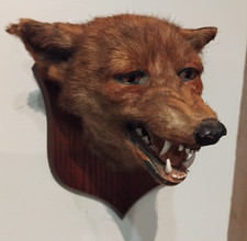 Taxidermy Fox Head Mount Open Jaw Vintage wall by Peter Spicer vulpes vulpes