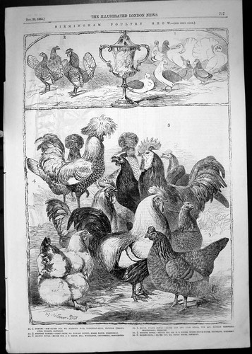 Antique old print 1855 - antique,