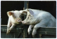 Cymric Cards Pig Postcard Two Pigs on Hind Legs Having a Chat Unposted