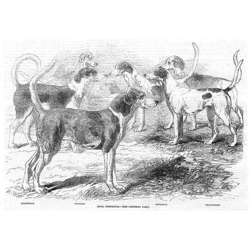 Dogs royal staghounds - royal,