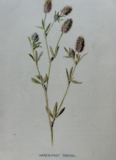 Antique print hare foot - antique, hare’s