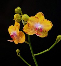 Phalaenopsis Sweet Girl "M"