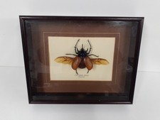 Five horned Rhinoceros beetle -Thailand displayed & framed (09)