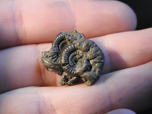 Small pyrite ammonite cluster - ammonite,