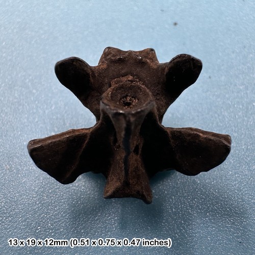 Amphibian vertebra fossil - , |