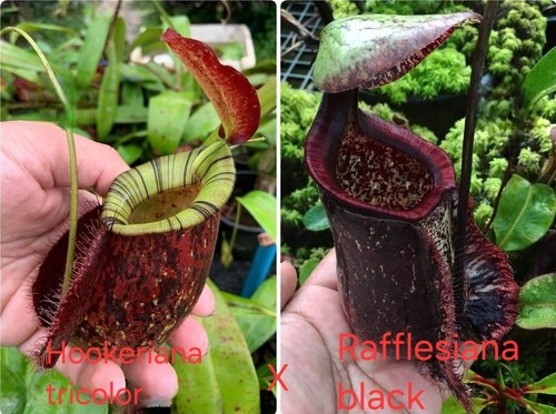 Genuine nepenthes seeds - genuine,