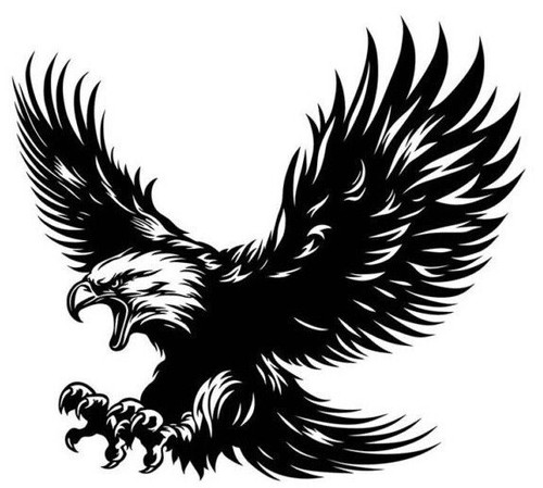 Large hawk bald - hawk, eagle