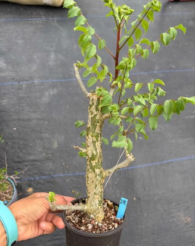 Rare live house plant bursera - rare,