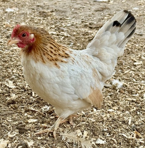 Bantam hatching eggs rare - 6+,