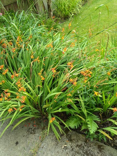 Montbretia crocosmia orange - montbretia,