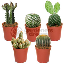 Cactus Mix - 5 Plants - House