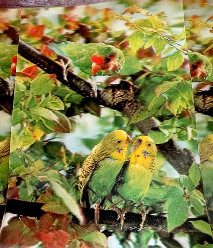 Lot 1970s birds - lot, of