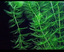 HORNWORT FOR POND AQUARIUM FISH TANK BEAUTIFUL OXYGENATING PLANT WEED SHRIMP