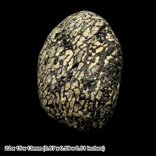 Fossil dinosaur bone wessex - fossil,