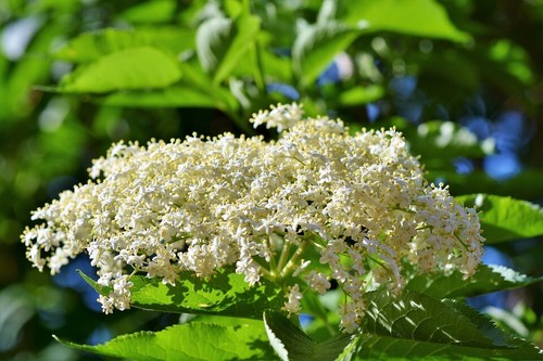 Wild elder sambucus nigra - wild, nigra]