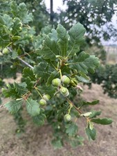 English Oak Tree 22ft