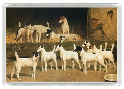 Smooth fox terrier dogs dog - smooth,
