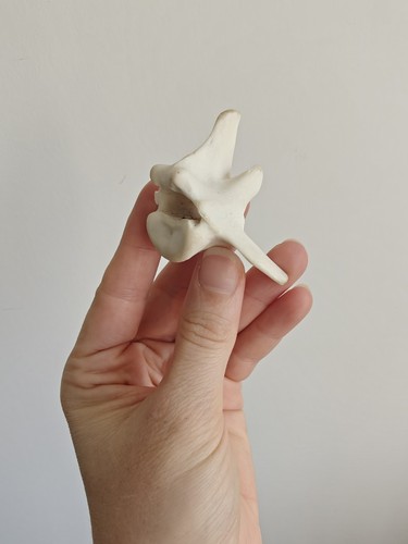 Vertebrae bone spine curiosity - bone,