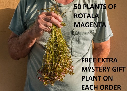 Rotala magenta macaranda - rotala,
