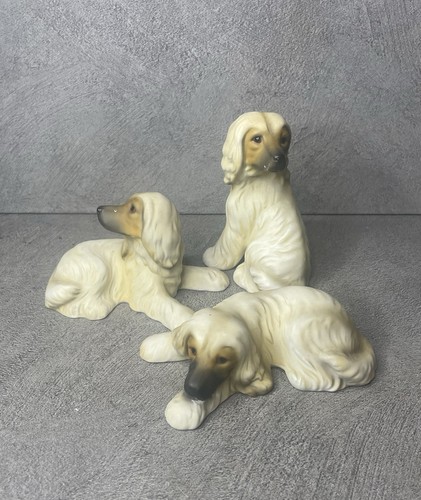 Harvey knox afghan hound - harvey,