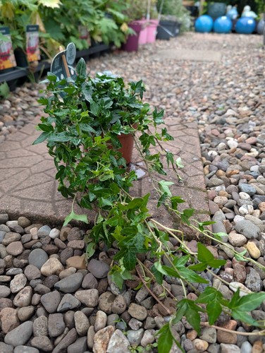 Hedera helix evergreen - hedera, 'evergreen'
