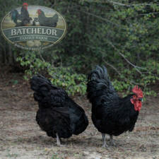 10 Black Jersey Giant hatching