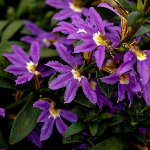 Purple fan flowers - flowers, hanging
