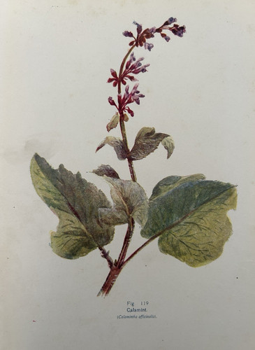 Antique botanical print - antique,