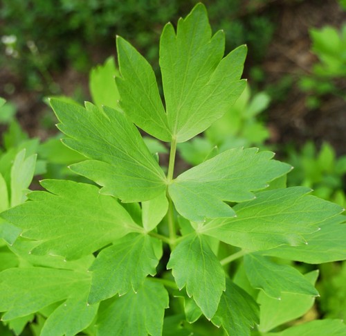 Lovage levisticum officinale - lovage,