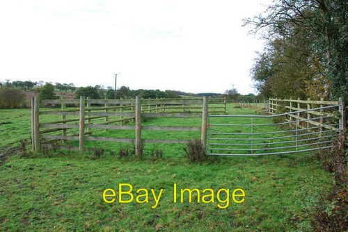 Photo 6x4 cattle - 6x4, crush