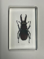 Real insect clear resin - real,
