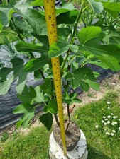 Fig Tree. Organically Grown