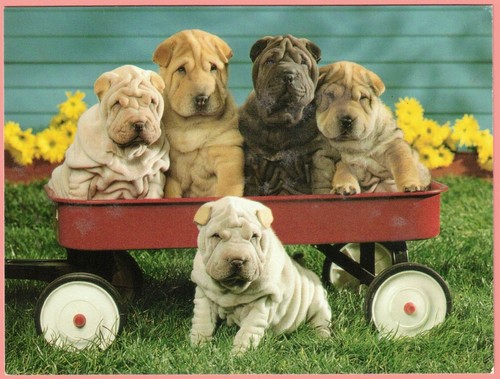 Unused dog puppy shar - dog, shar-pei