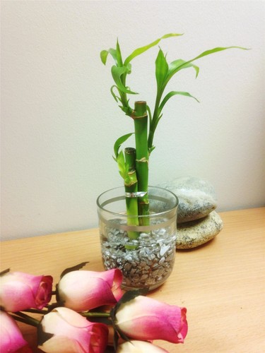 Pot lucky bamboo in - pot,