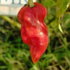 Dorset Naga Red, 10 Seeds