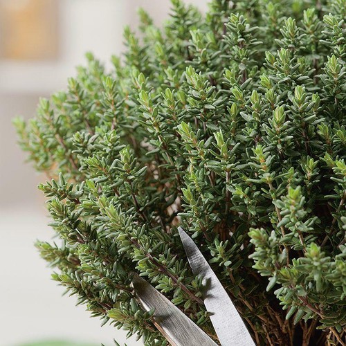 Thyme seeds grow - grow, own