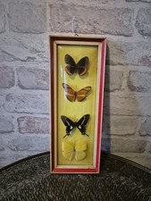 Vintage Framed Butterfly
