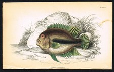 1843 Jardine Fish Print –