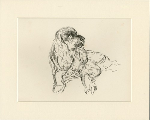 Cocker spaniel vintage 1937 - cocker,