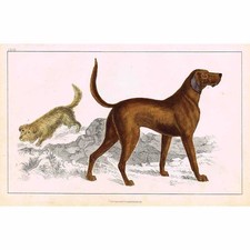 DOGS Skye Terrier and