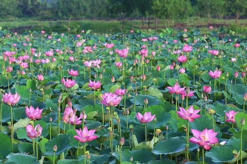 Nelumbo nucifera seeds - 10,