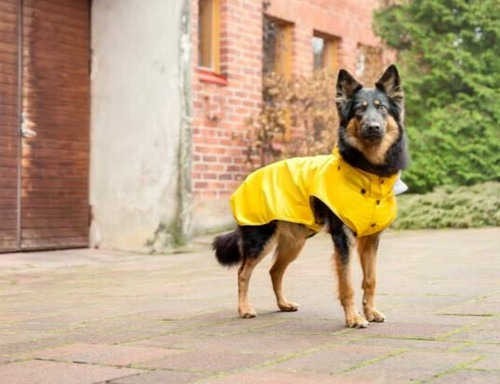 Rukka pets large dog - pets, coat