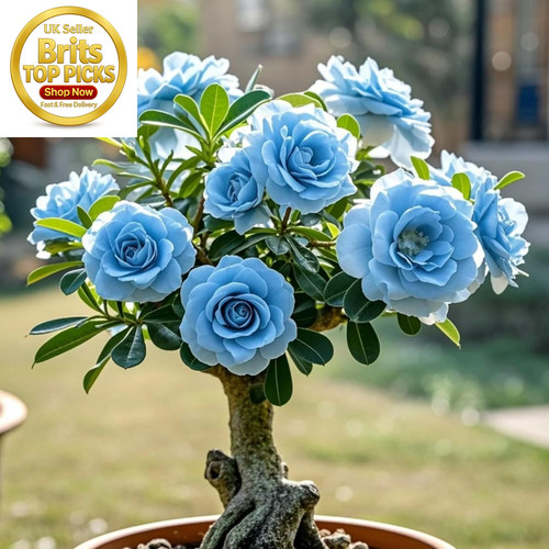 Perennial desert rose - perennial,