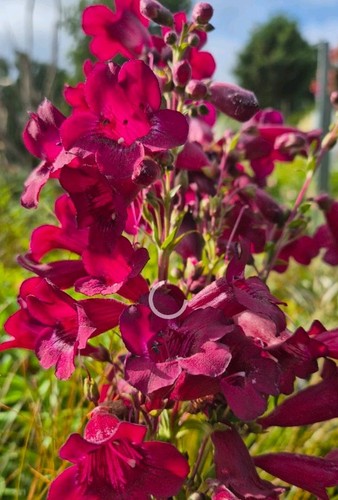 Penstemon raven hardy shrub - raven,