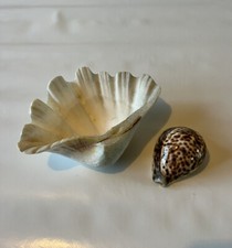 Real Half Clam & TigerCowry Shell -Lovely Item-Great for Soap,Bath Pearls,Sponge