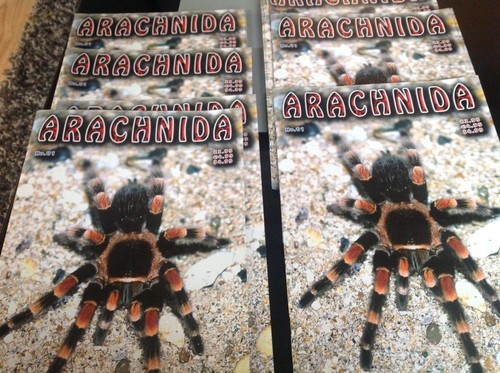 Tarantula arachnida - /arachnida,