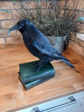 Taxidermy Carrion Crow (Corvus
